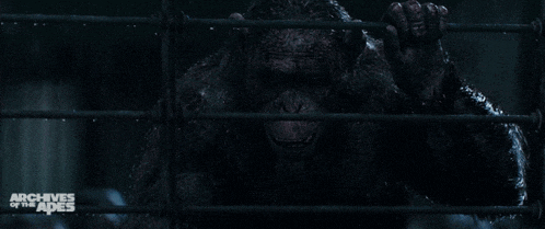 a poster for archives of the apes showing a monkey behind bars