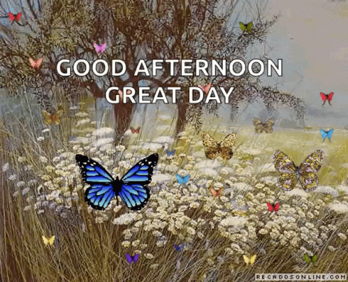 Good Afternoon Great Day GIF - Good Afternoon Great Day Butterflies GIFs