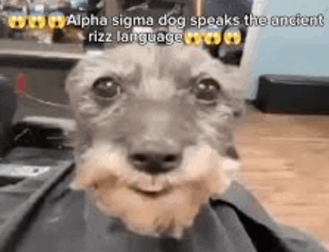 a small dog with a beard is sitting on a person 's lap and smiling .