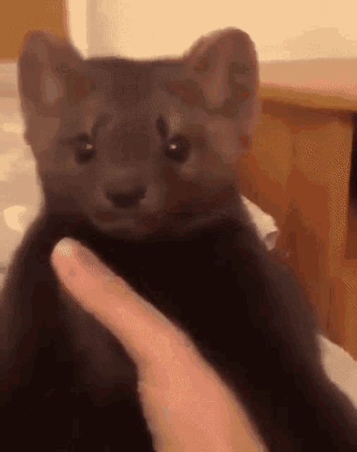 a person is petting a small black cat with their thumb .