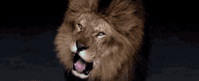 a close up of a lion with its mouth open and its tongue hanging out