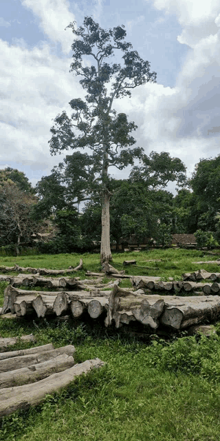 a tree in the middle of a field with logs in the foreground
