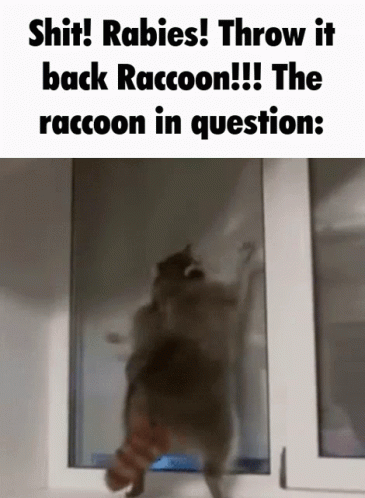 Raccoon Meme GIF - Raccoon Meme Jump GIFs