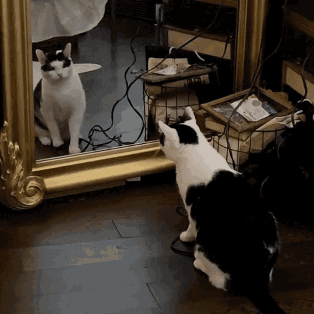 a black and white cat is looking at itself in a mirror