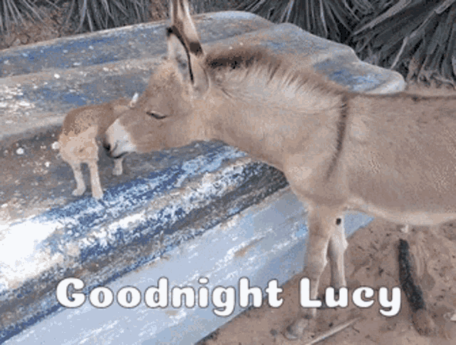 Goodnight Lucy Goodnight Donkey GIF - Goodnight Lucy Goodnight Donkey Donkey And Cat GIFs