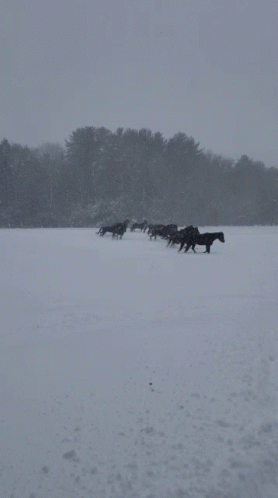 Winter Is Coming Excited GIF - Winter Is Coming Excited Horse GIFs