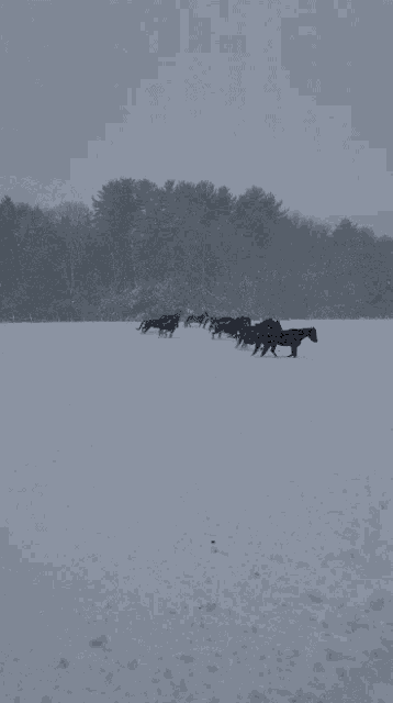 a herd of horses running through a snow covered field