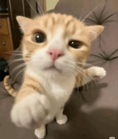 a close up of a cat 's face with a pink nose