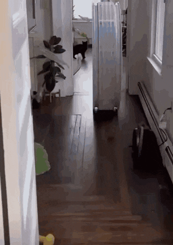 a black cat is walking down a hallway next to a white suitcase