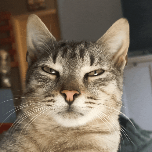 a close up of a cat looking at the camera