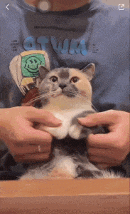 a cat is being held by a person wearing a shirt that says ' stuck ' on it .