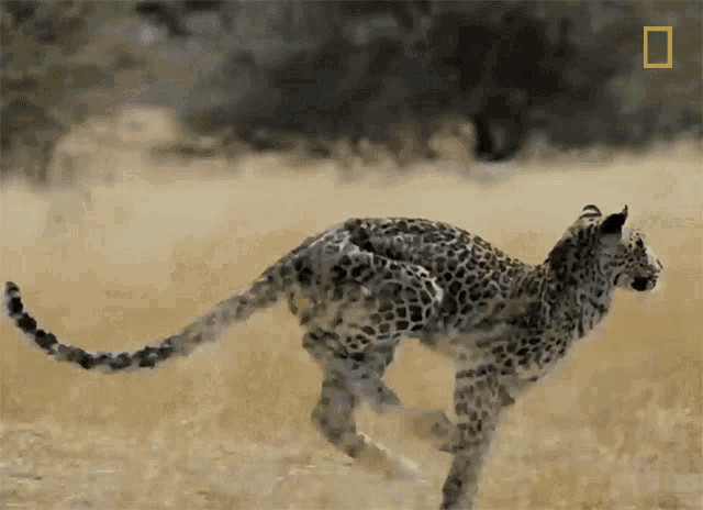 Leopard Hunting National Geographic GIF - Leopard Hunting National Geographic Savage Kingdom GIFs