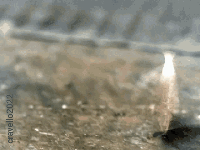 Tuppence Coin Flip GIF - Tuppence Coin Flip Two Pence GIFs