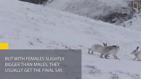 But With Female Slightly Bigger Than Males They Usually Get The Final Say National Geographic GIF - But With Female Slightly Bigger Than Males They Usually Get The Final Say National Geographic Boxing Match Watch Female Hare Punch Her Suitors GIFs