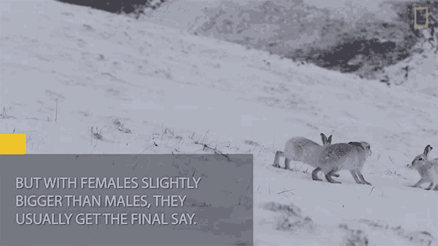 a quote about females slightly bigger than males usually gets the final say