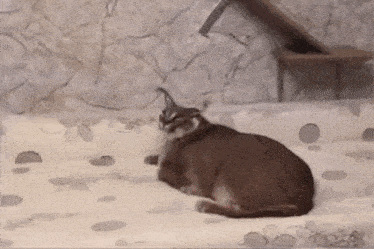 a cat is laying on a blanket on a bed in a room .
