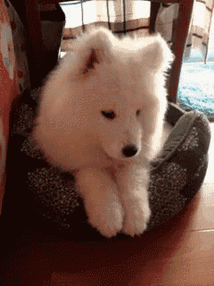 a small white dog is laying down on a blanket