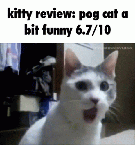Kitty Review GIF - Kitty Review Kitty Review GIFs