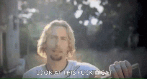 Look At This Cat Turboj GIF - Look At This Cat Turboj Bee Crypto Live GIFs