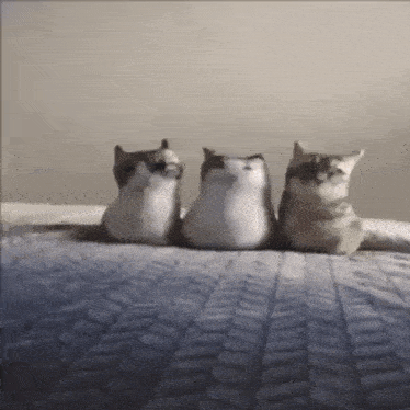 three cats are sitting next to each other on a bed looking at the camera .