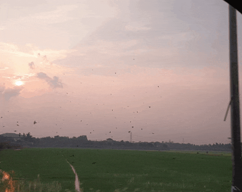 a sunset over a green field with birds flying around