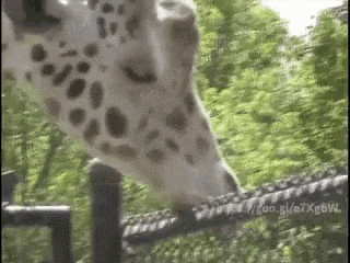 Bj Blowjob GIF