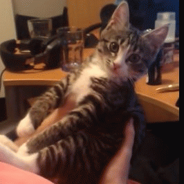 Stop It! Please! You'Re Too Much! GIF - Cat Embarassed Stop It GIFs