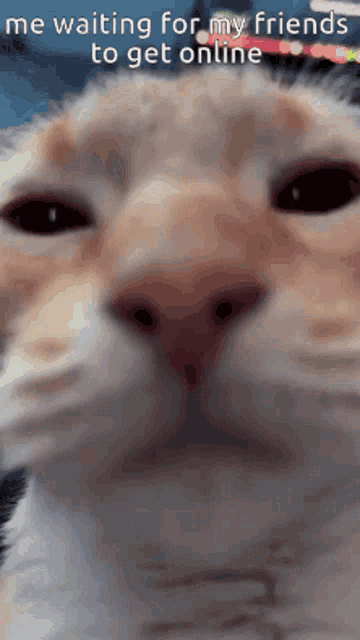 a close up of a cat 's face with the words " me waiting for my friends to get online "