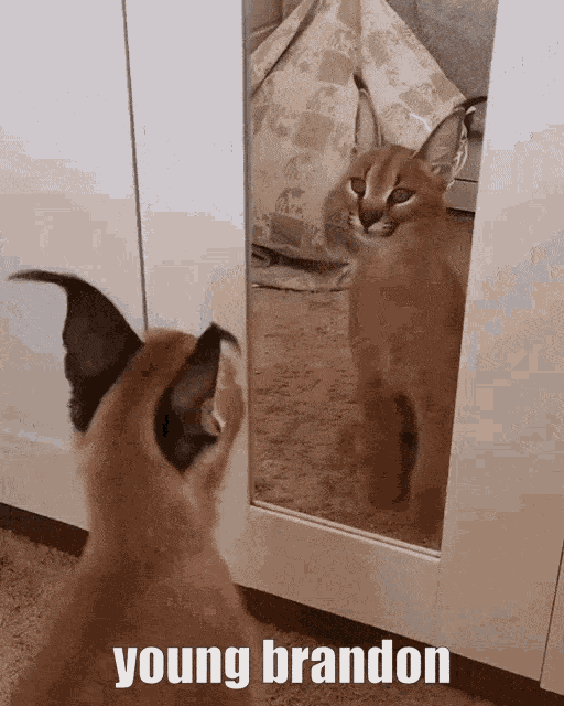 Caracal Cute GIF - Caracal Cute Cat GIFs
