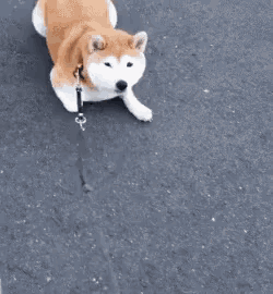 a dog is sticking its tongue out at a fishing pole .