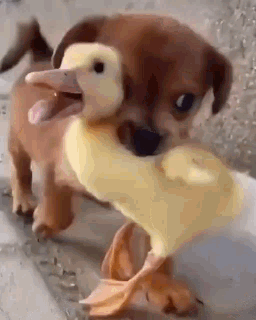 Duck Dog GIF - Duck Dog Friends GIFs