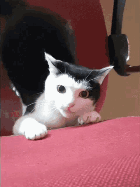 a black and white cat is laying on a pink couch