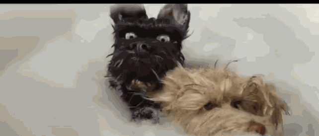 a black dog and a brown dog are laying in a bathtub together .