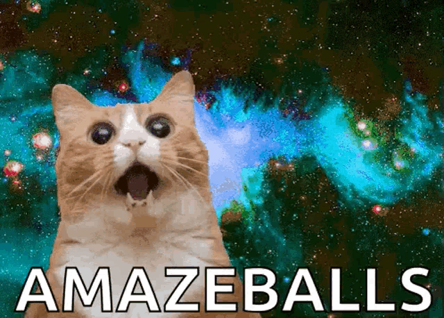 Cat Amazed GIF