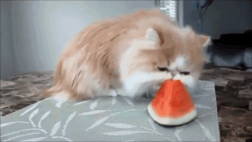 a cat is eating a slice of watermelon