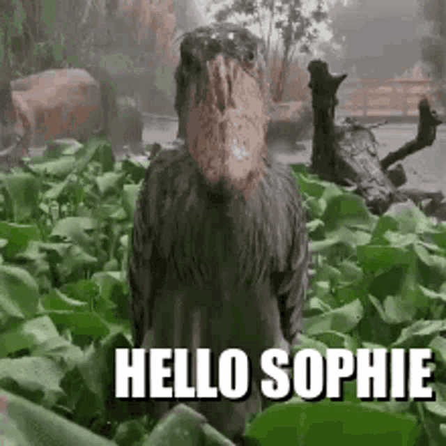 Hello Sophie GIF - Hello Sophie GIFs