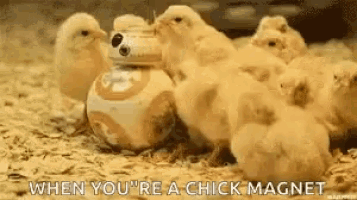 a group of baby chickens are standing around a bb-8 robot .