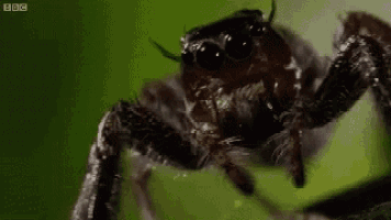 a close up of a jumping spider sitting on a green surface .