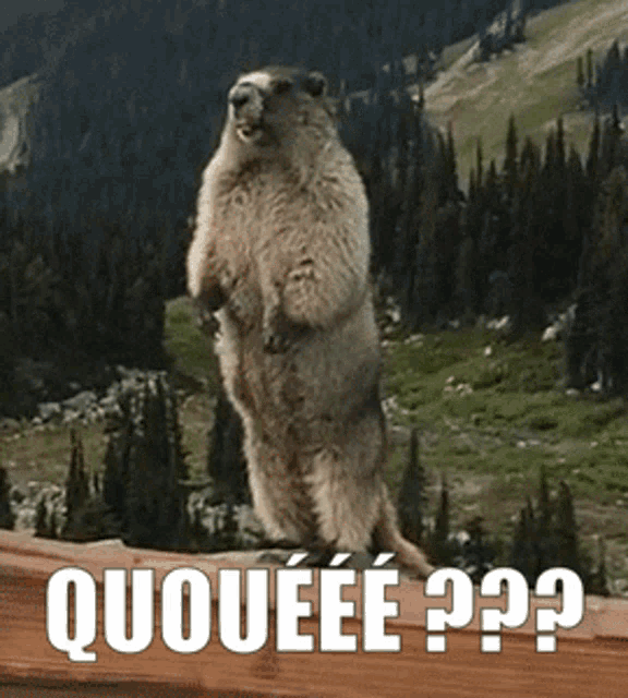 a ground squirrel standing on its hind legs with the word quoueee written on the bottom