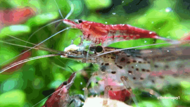 Shrimp Cherry Shrimp GIF - Shrimp Cherry Shrimp Eating GIFs