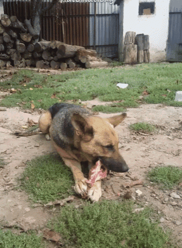 a dog is eating a piece of meat in the grass