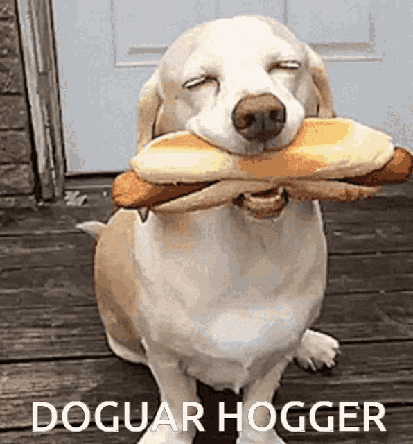 Hogar Hogger GIF - Hogar Hogger Hoagie GIFs