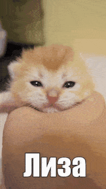 a small kitten is being held in someone 's hand with the name lisa written on the bottom