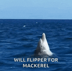a dolphin jumping out of the water with the words will flipper for mackerel