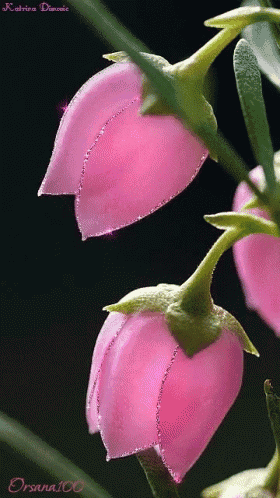 a close up of two pink flowers with katrina dioodice written above them