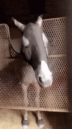 Horse Riding GIF - Horse Riding Yes GIFs