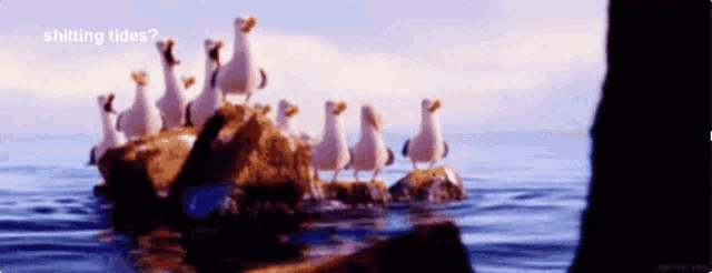 a group of seagulls are standing on a rock in the ocean with the words shitting tides above them