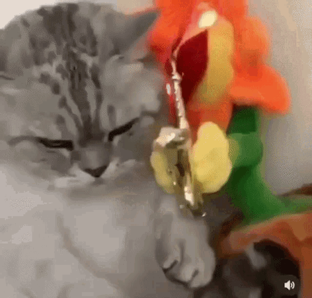 Cat With Flower Singing Minimonirealgf GIF - Cat With Flower Singing Minimonirealgf Slay GIFs