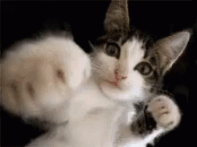 Cats Punch GIF - Cats Punch GIFs