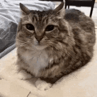 a close up of a cat laying down on a bed .
